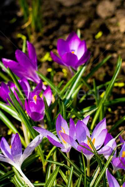 Stock foto: Violett · schönen · Blume · Frühling · Sonne · Natur