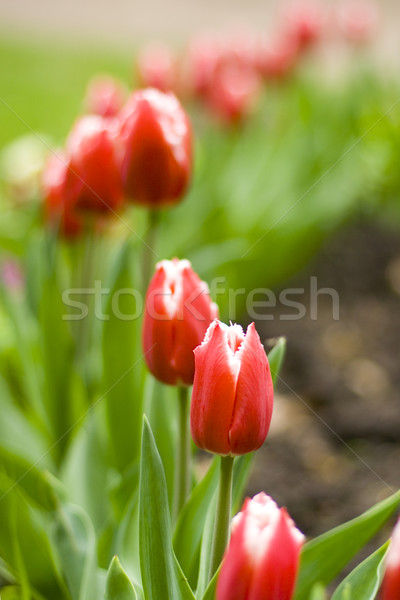 Tulipany czerwony parku charakter ogród przestrzeni Zdjęcia stock © marylooo