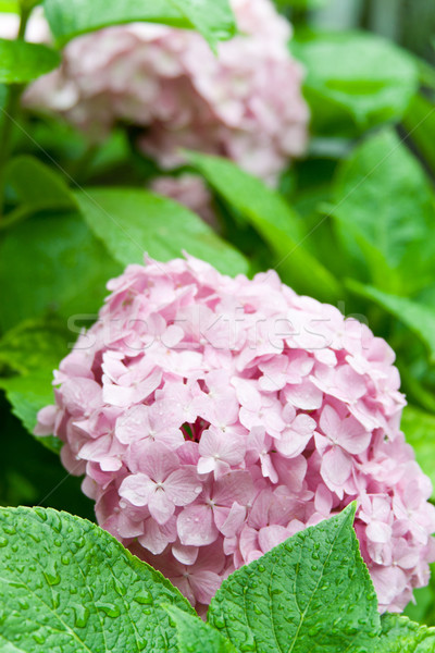 pink hortensia Stock photo © marylooo