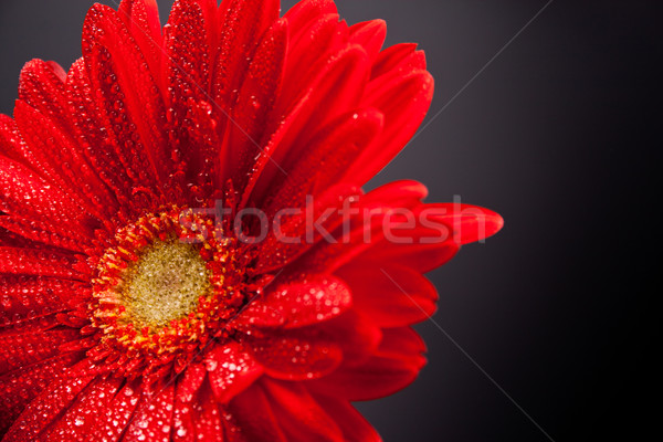 red gerbera flower Stock photo © marylooo