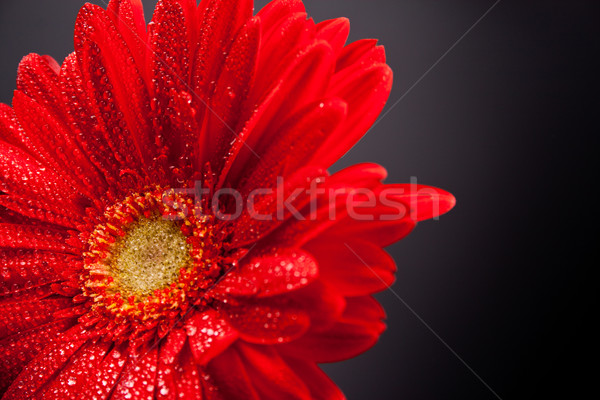 Rouge fleur gouttes d'eau eau printemps [[stock_photo]] © marylooo