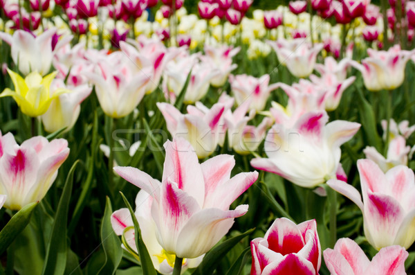 Tulipánok botanikus kert virág természet piros fehér Stock fotó © marylooo