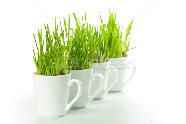 Groen gras koffiekopjes vers witte voorjaar Stockfoto © marylooo