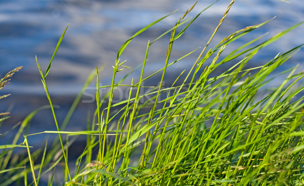 grass and water Stock photo © marylooo