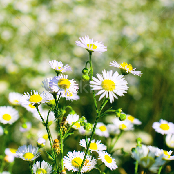 Frumos vară luncă viaţă alb mediu Imagine de stoc © marylooo