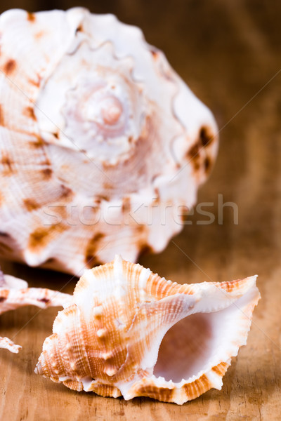 sea shells  Stock photo © marylooo