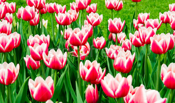 Tulipany ogród botaniczny kwiat charakter czerwony biały Zdjęcia stock © marylooo