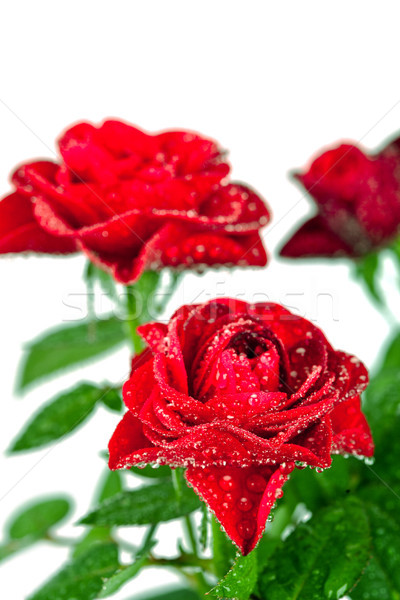 red roses with water drops  Stock photo © marylooo