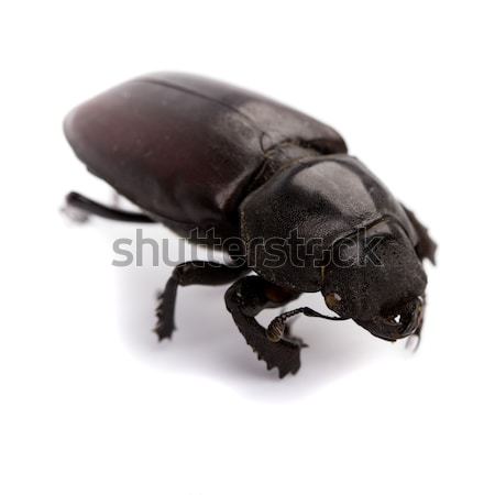 Zwarte bug geïsoleerd witte dood macro Stockfoto © marylooo