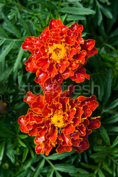 two marigold flowers Stock photo © marylooo