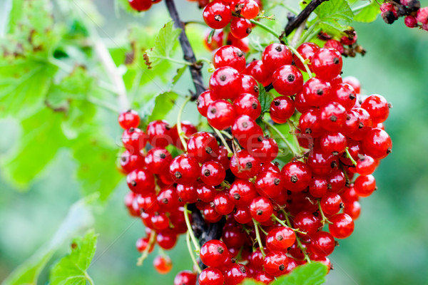 красный смородина свежие Ягоды фрукты лет Сток-фото © marylooo