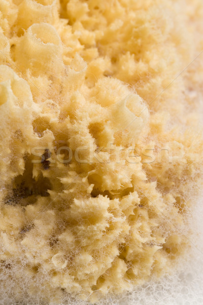 natural sponge with foam Stock photo © marylooo