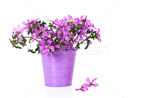 [[stock_photo]]: Sauvage · violette · fleurs · seau · isolé · blanche