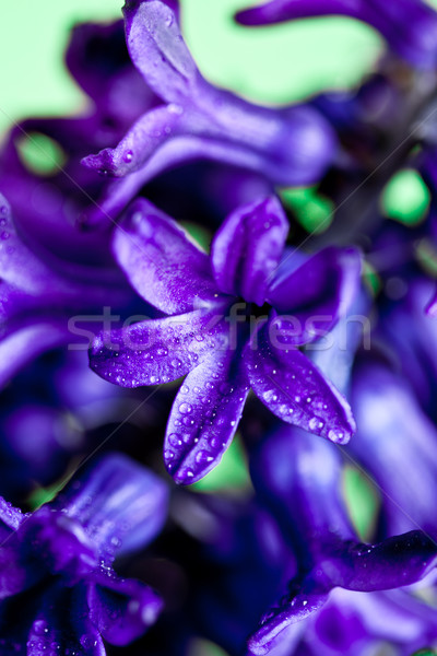 Stockfoto: Blauw · hyacint · macro · afbeelding · groene · bloem