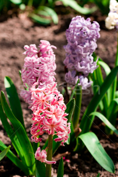 Hyacint bloemen tuin voorjaar blad tijd Stockfoto © marylooo