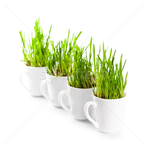 [[stock_photo]]: Herbe · verte · tasses · de · café · fraîches · blanche · printemps