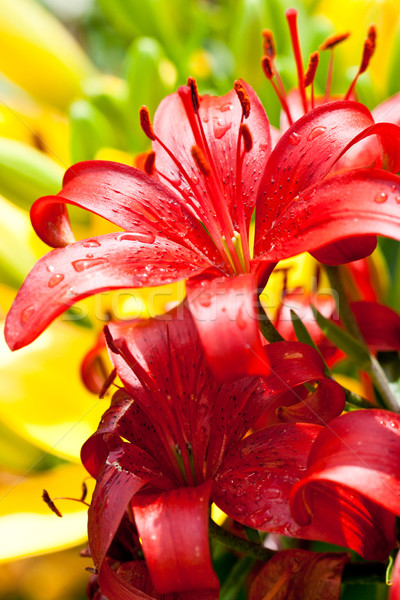 Vermelho flor gotas de água jardim beleza Foto stock © marylooo