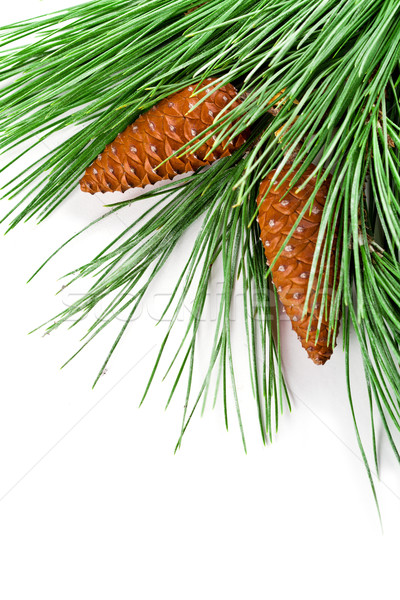 fir tree branch with pinecones  Stock photo © marylooo