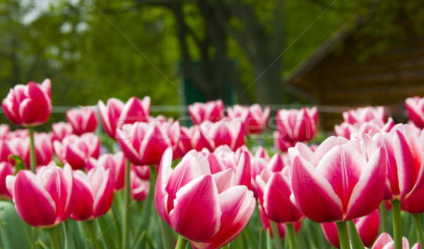 Tulipani giardino botanico fiore natura tulipano rosso Foto d'archivio © marylooo