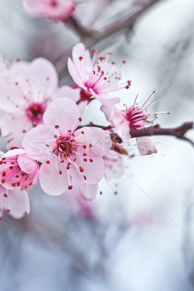 Primavera flores espaço planta branco cereja Foto stock © marylooo