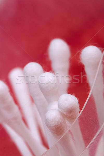 Cotone sfondo bellezza rosso bianco Foto d'archivio © marylooo