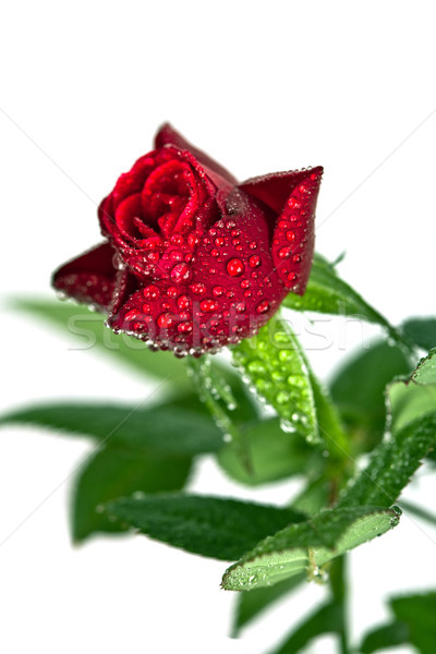 red rose with water drops  Stock photo © marylooo
