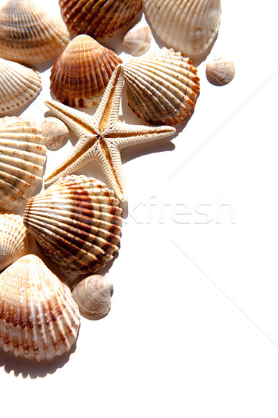 Tenger kagylók csillag közelkép fehér tengerpart Stock fotó © marylooo