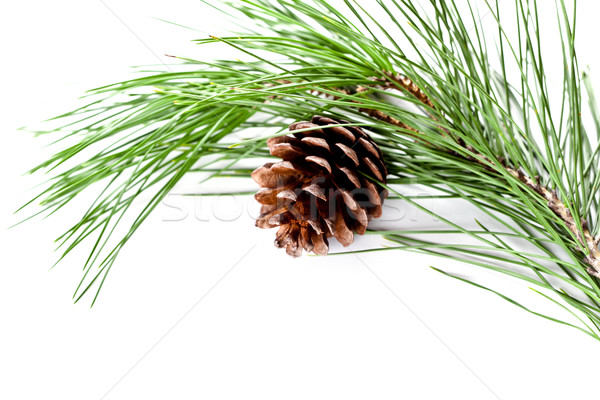 fir tree branch with pinecone Stock photo © marylooo