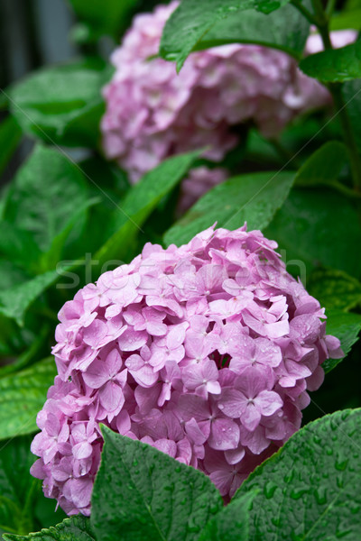 pink hortensia  Stock photo © marylooo