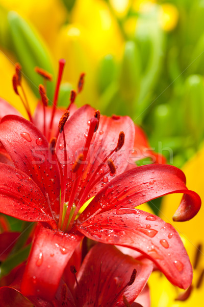 Floare roşu picături de apă grădină frumuseţe Imagine de stoc © marylooo