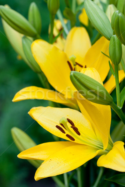 黃色 百合 花卉 綠色 花園 植物 商業照片 © marylooo