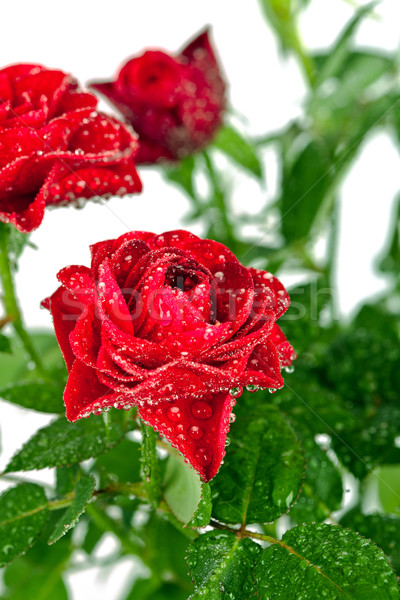 red roses with water drops Stock photo © marylooo