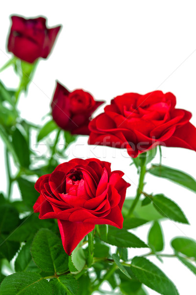 red roses Stock photo © marylooo