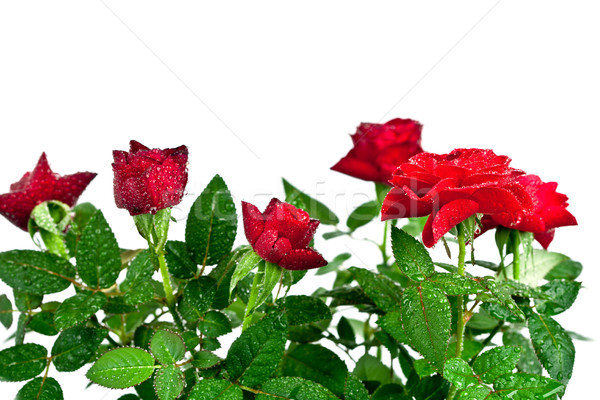 Foto stock: Rosas · rojas · gotas · de · agua · blanco · flor · fondo · belleza