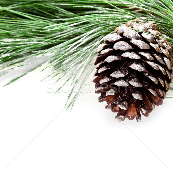 fir tree branch with pinecone  Stock photo © marylooo