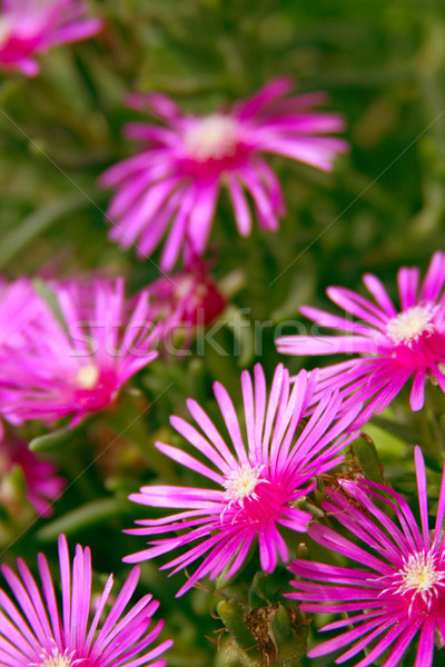 Mooie roze bloemen tuin voorjaar zon Stockfoto © marylooo