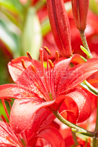 Stockfoto: Rood · bloemen · waterdruppels · natuur · tuin