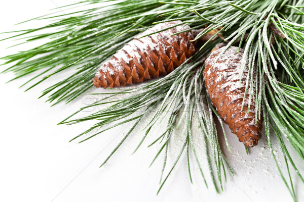 fir tree branch with pinecones  Stock photo © marylooo