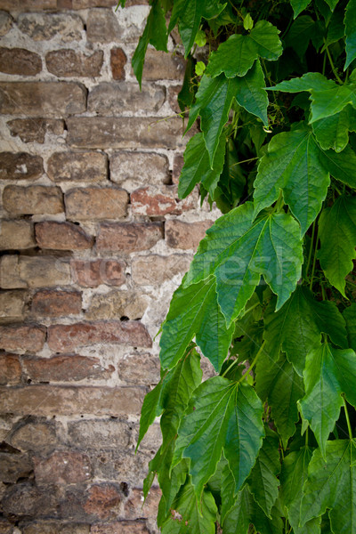 Stock photo: ivy growing on old brick wall 