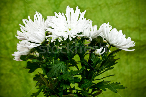 Foto stock: Crisantemo · flor · planta · naturaleza · hoja · fondo