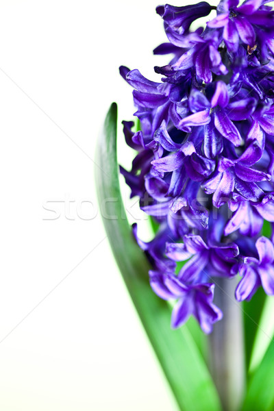 blue hyacinth  Stock photo © marylooo