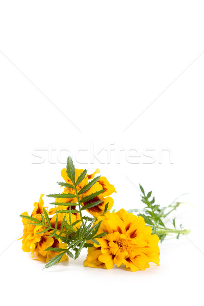 marigold flowers Stock photo © marylooo