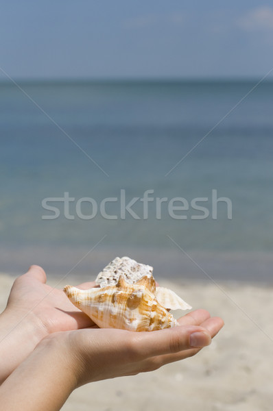 Hände Muscheln Meer Natur Hintergrund Schönheit Stock foto © marylooo