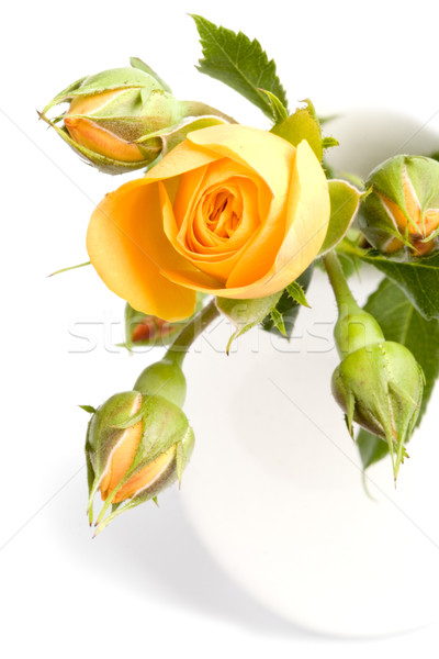 yellow flowers bouquet Stock photo © marylooo