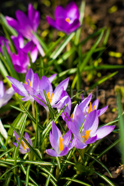 Mor güzel çiçek bahar güneş doğa Stok fotoğraf © marylooo
