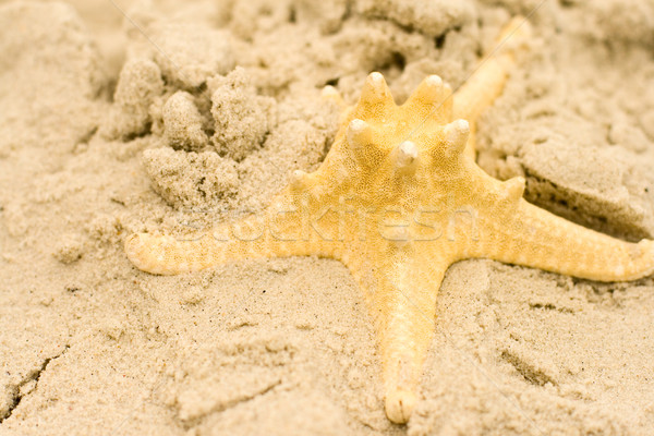 Zeester zand strand zee achtergrond Stockfoto © marylooo