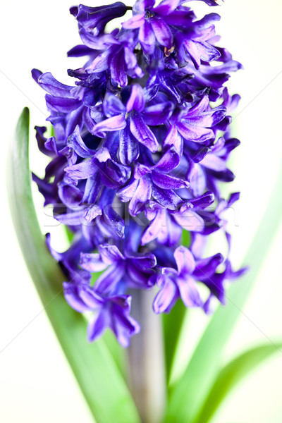  blue hyacinth Stock photo © marylooo