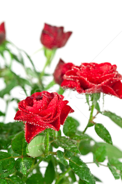 Stock foto: Rote · Rosen · Wassertropfen · weiß · Blume · Hintergrund · Schönheit