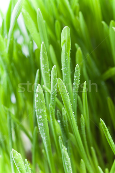 [[stock_photo]]: Humide · herbe · verte · fraîches · texture · printemps