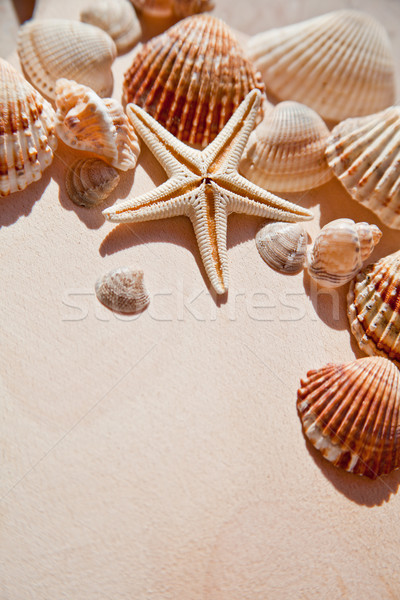 Foto d'archivio: Mare · conchiglie · star · primo · piano · legno · spiaggia